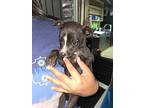 Myla, Jack Russell Terrier For Adoption In Fullerton, California
