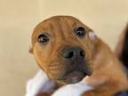 Barbara, American Pit Bull Terrier For Adoption In Phoenix, Arizona