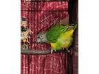 Hank, Parrot - Other For Adoption In Swanzey, New Hampshire