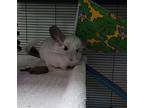 Wolf, Chinchilla For Adoption In Powell River, British Columbia