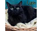 Lupin Domestic Longhair Adult Male