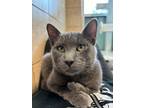 Junior, Russian Blue For Adoption In Farmers Branch, Texas