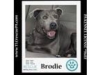 Brodie 042724, Labrador Retriever For Adoption In Kimberton, Pennsylvania