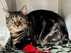 Rooster, Domestic Shorthair For Adoption In New York, New York