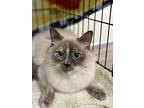 Janet, Siamese For Adoption In Quincy, California