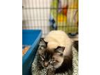 Crissy, Siamese For Adoption In Quincy, California