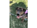 Justice, American Pit Bull Terrier For Adoption In Las Vegas, Nevada