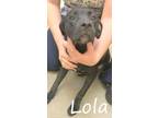 Lola, Labrador Retriever For Adoption In Palm Coast, Florida