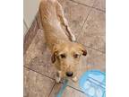 Chickory, Irish Terrier For Adoption In Kaufman, Texas