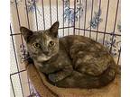 Cici, Domestic Shorthair For Adoption In Crossville, Tennessee