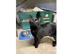 Shadow, Domestic Shorthair For Adoption In Crossville, Tennessee