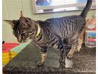 Kelsey, Domestic Shorthair For Adoption In Crossville, Tennessee
