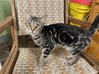 Kira, Domestic Shorthair For Adoption In Crossville, Tennessee