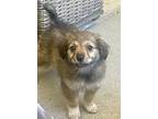 Rumi, Terrier (unknown Type, Medium) For Adoption In Escondido, California
