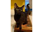 Ryder, Domestic Shorthair For Adoption In Pittsboro, North Carolina