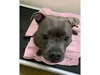 Froggy, American Pit Bull Terrier For Adoption In Vancouver, Washington