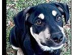 Billy, Labrador Retriever For Adoption In Tampa, Florida