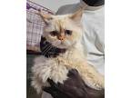 Buttertart, Persian For Adoption In Newmarket, Ontario