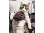 Lachlan, Domestic Mediumhair For Adoption In Newmarket, Ontario