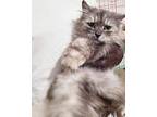 Musk, Himalayan For Adoption In Newmarket, Ontario