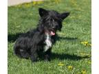 Trinity, Schnauzer (miniature) For Adoption In Elkhorn, Wisconsin