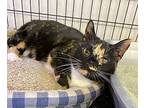 Spizi, Domestic Shorthair For Adoption In Portland, Indiana