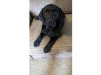 Lab Pups (3 Females), Labrador Retriever For Adoption In Strongsville, Ohio