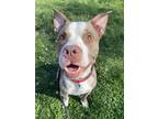 Peter Iii 10, American Pit Bull Terrier For Adoption In Cleveland, Ohio