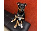 Sally Seuss, Rat Terrier For Adoption In Rochester, Minnesota