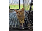 Briggs, Domestic Shorthair For Adoption In Carlinville, Illinois