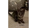 Juno (green), Domestic Shorthair For Adoption In Bowling Green, Kentucky