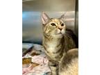 Ramen, Domestic Shorthair For Adoption In Chicago Heights, Illinois