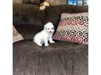 Poodle (Toy) Puppy for sale in Germantown, OH, USA
