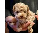 Poodle (Toy) Puppy for sale in Germantown, OH, USA