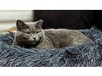 Clover-russian Blue Beauty, Russian Blue For Adoption In Brooklyn, New York