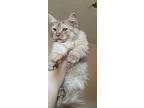 Rola, Domestic Longhair For Adoption In Manchester, New Hampshire