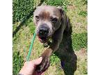 Freya, American Pit Bull Terrier For Adoption In Springdale, Arkansas