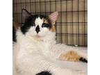 Nosey Rosie, Domestic Shorthair For Adoption In Espanola, New Mexico