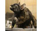 Hollow, Domestic Shorthair For Adoption In Guthrie, Oklahoma