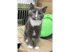 Stormy, Domestic Shorthair For Adoption In Guthrie, Oklahoma