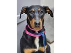 Lola, Doberman Pinscher For Adoption In Espanola, New Mexico