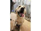 Buck, Labrador Retriever For Adoption In Guthrie, Oklahoma