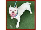 Ted, American Staffordshire Terrier For Adoption In Holly Springs, Georgia