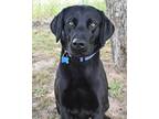 Cane, Labrador Retriever For Adoption In Summit, New Jersey
