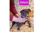 Basket Pup Stitch, Labrador Retriever For Adoption In Chantilly, Virginia