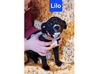 Basket Pup Lilo, Labrador Retriever For Adoption In Chantilly, Virginia