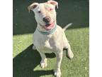 Koda, American Staffordshire Terrier For Adoption In Sacramento, California