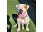 Panda Man, American Staffordshire Terrier For Adoption In Sacramento, California