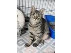 Hazel, Domestic Shorthair For Adoption In Westville, Indiana