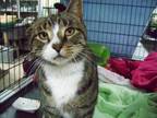Palmer, Domestic Shorthair For Adoption In Westville, Indiana